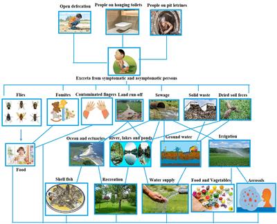 Rotavirus in developing countries: molecular diversity, epidemiological insights, and strategies for effective vaccination